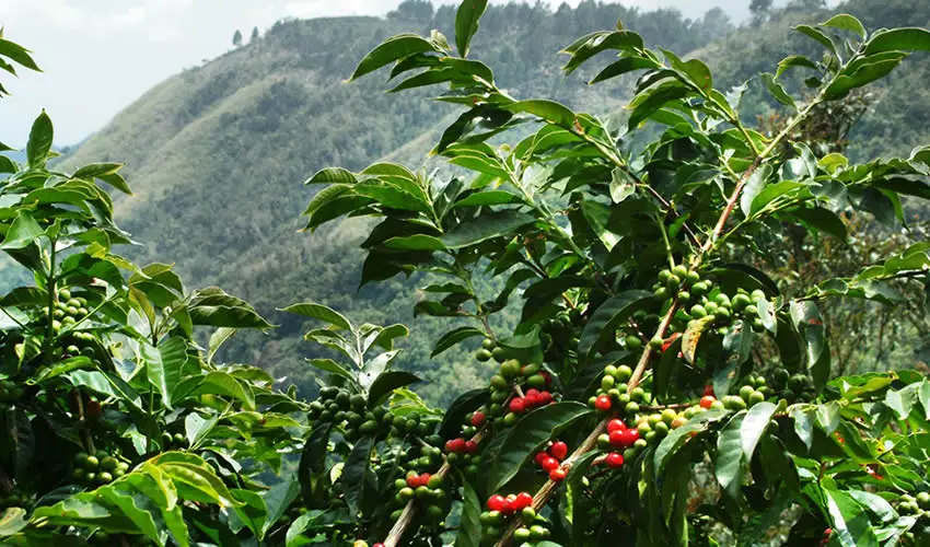 coffee-plantation