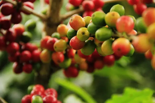 danramirez-coffee-grains-1474601_640